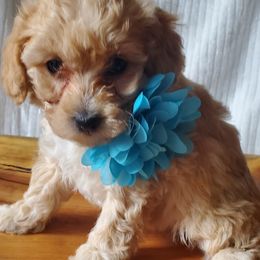 Girl 2 Miss Aqua - Apricot Poodle puppy in Leitchfield, Kentucky from Eveleigh Acres Puppies