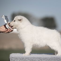 Purple girl - White female Berger Blanc Suisse puppy in Chestnut, Illinois from Fireside Fernweh