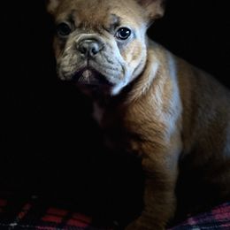 Boston Terrier and French Bulldog Puppies from High Plains