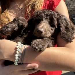 Poodle Puppies from Royal Dixie Poodles