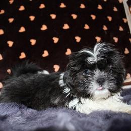 Blue and white girl - Blue and white female Shihpoo puppy in Newark, Ohio from Gemini Kennels