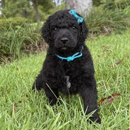 (Navy) Aqua Collar Female - Blue female Poodle puppy in Screven, Georgia from Dreamland Standard Poodles