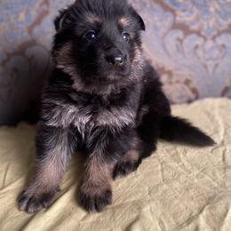 Yellow collar girl - Black and red female German Shepherd puppy in Coleta, Illinois from Four Leaf Farm- Vom Vierblättriges Bauernhof