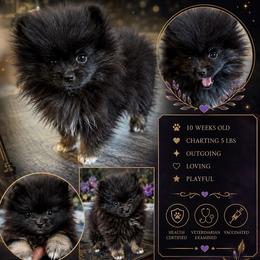 Dash - Black male Pomeranian puppy in Las Vegas, Nevada from SuperNova  & Mystic Magic Pomeranians