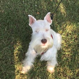 Zak - Miniature Schnauzer