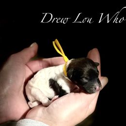 Drew Lou Who - Tri-color female Cavapoo puppy in Spokane, Washington from Treasured Cavaliers of the Pacific Northwest