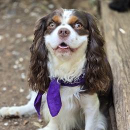 Bacchus - Cavalier King Charles Spaniel