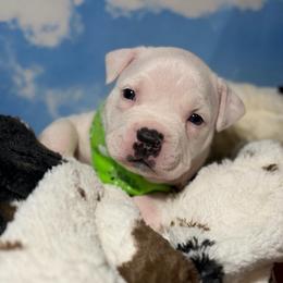 Silver - White female American Bully puppy in Princeton, Texas from District 12 Kennels