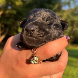 Crow - Bi-color male German Shepherd puppy in Salem, Ohio from von den Kilöff Working German Shepherds