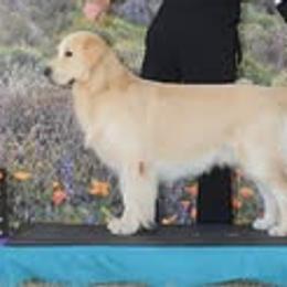Joe - Golden Retriever