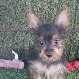 Deena boy 462 - Silky Terrier puppy from Delayre Kennels