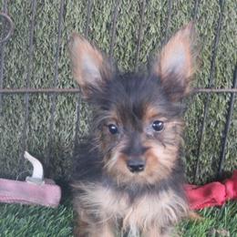 Deena boy 462 - Silky Terrier puppy from Delayre Kennels