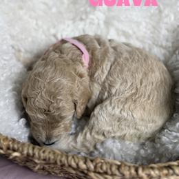 Guava - Apricot female Goldendoodle puppy in Miami, Florida from Kalidoodlee