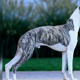 Barbets, Italian Greyhounds, Lagotti Romagnoli, and Whippets from Pinnacle Farm and Kennel
