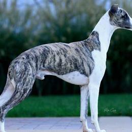 Barbets, Italian Greyhounds, Lagotti Romagnoli, and Whippets from Pinnacle Farm and Kennel