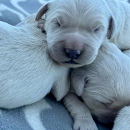 Boy 2 - Light golden male Golden Retriever puppy in Tonasket, Washington from Denzil’s Goldens
