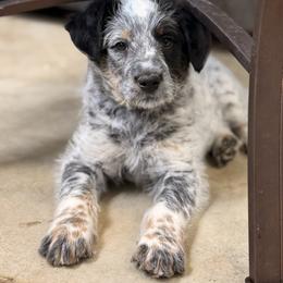 Trixie - Blue female Assorted Doodle Crosses puppy in Ohio from Holley Doodles