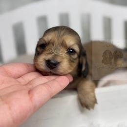 Noel - Cream female Dachshund puppy in Goodyear, Arizona from D&C Royal Dachshunds LLC