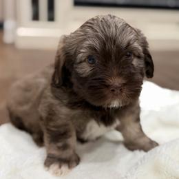 Sable male - Silver sable male Havanese puppy in Douglas, Georgia from Huffer Hounds and Havanese