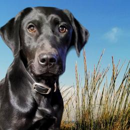 Gracie - Labrador Retriever