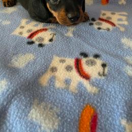 Darth - Black and tan male Dachshund puppy in Klamath Falls, Oregon from Luvindoxys4u