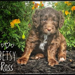 Assorted Doodle Crosses, Aussiedoodle, and Australian Shepherd Puppies from Faith, Feathers & FurBabies