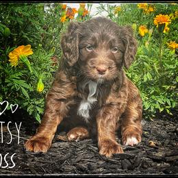 Assorted Doodle Crosses, Aussiedoodle, and Australian Shepherd Puppies from Faith, Feathers & FurBabies
