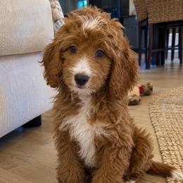 Benji - Parti male Goldendoodle puppy in Brandon, Florida from Murphys Doodles