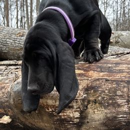 Annabelle - Basset Hound