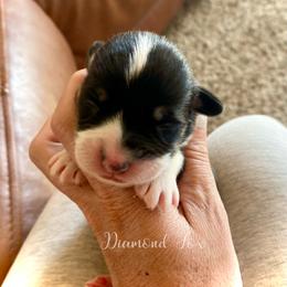 Luna - Black and tan female Pembroke Welsh Corgi puppy in Weston, Idaho from Diamond Fox Corgis