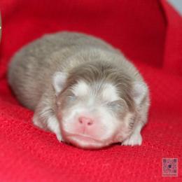 Mistletoe - Lavender male Pomsky puppy in Bremen, Indiana from AMS Pomeranians and Pomskies in Indiana