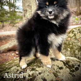 Pomsky Puppies from Blue Ridge Pomsky