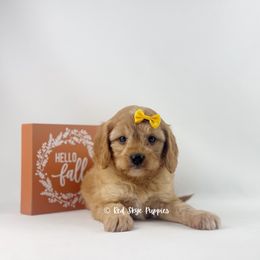 Teton (Yellow Collar) - Red male Cavapoo puppy in Republic, Missouri from Red Skye Puppies