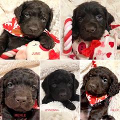 Boykin Spaniel Puppies from Drakes Creek Boykins LLC