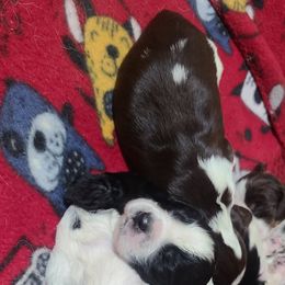 English Springer Spaniel Puppies from Rocky Top Springer Spaniels