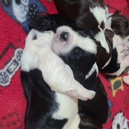 English Springer Spaniel Puppies from Rocky Top Springer Spaniels