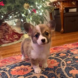 Puppy 2 - Sable female Pembroke Welsh Corgi puppy in Grantsville Md, Maryland from Standing Oaks Kennel