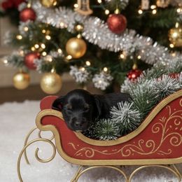 Green collar - Black tri-color male Aussiedoodle puppy in Fairmount, Georgia from Muscadine Meadows Farm