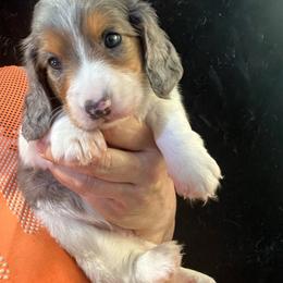 Eclipse - Dapple female Dachshund puppy in Bigfork, Minnesota from Dachshunds Up North