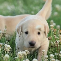 Baby Boy 2 - Yellow male Labrador Retriever puppy in Chatfield, Minnesota from Next Generation