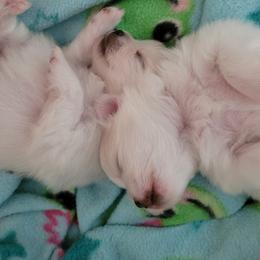 Pomeranian Puppies from Paradise Point Pomeranians