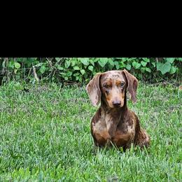 Stormie - Dachshund
