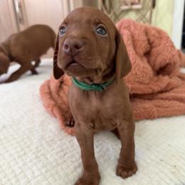 Green - Golden rust male Vizsla puppy in Miami, Florida from George's Vizslas