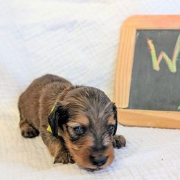 TOYOTA - Red male Dachshund puppy in Moscow, Idaho from Bailiwick of Gurnsey
