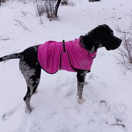 Great Dane All Grown Up from Plum CrazyDanes