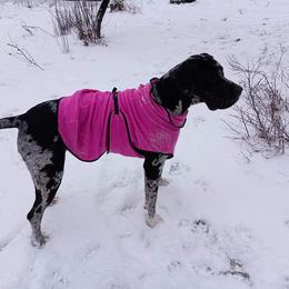 Great Dane All Grown Up from Plum CrazyDanes