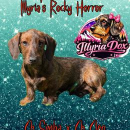 Rocky horror - Dachshund