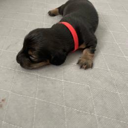 Stanley - White on chest - Wild  boar and tan male Dachshund puppy in Bakersfield, California from Open Hourglass LLC