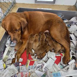 Fox Red Girl 1 - Yellow female Labrador Retriever puppy in Williamsburg, Pennsylvania from River View Labradors