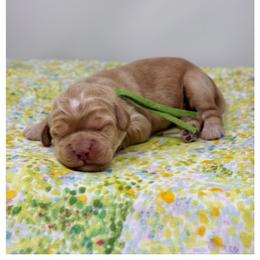 Beldi - Caramel male Australian Labradoodle puppy in Sacramento, California from Little Farmstead Labradoodles